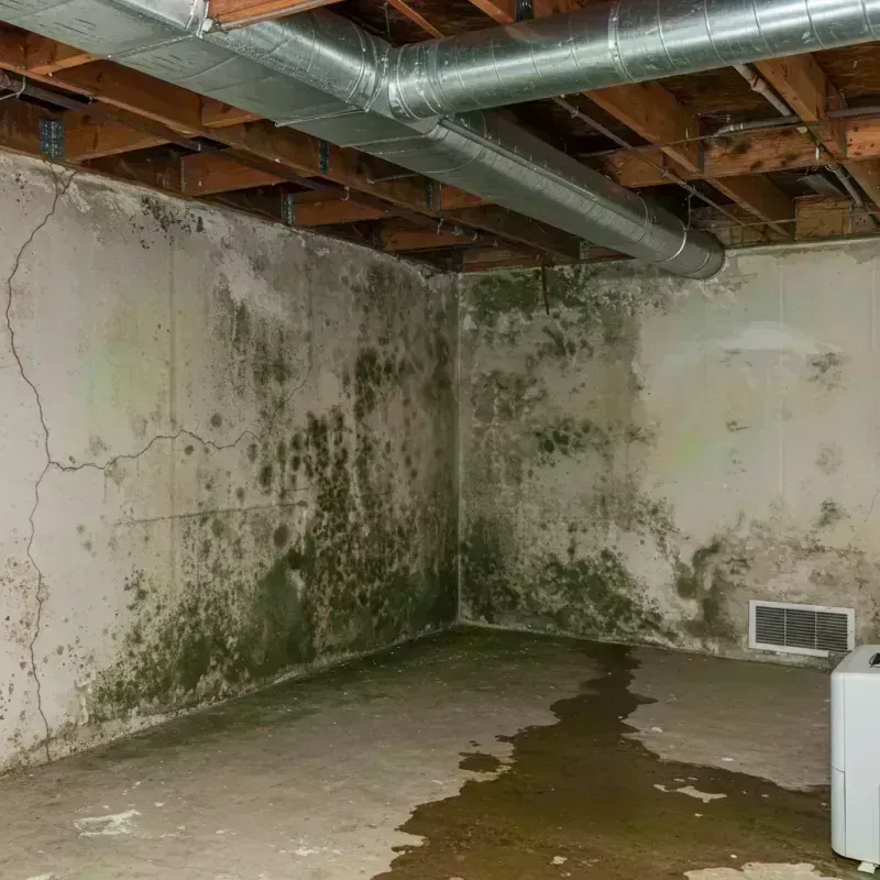 Professional Mold Removal in Upper Alton, IL